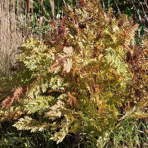 Osmunda regalis Purpurascens