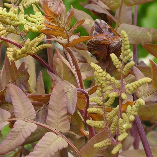 Osmunda regalis Purpurascens