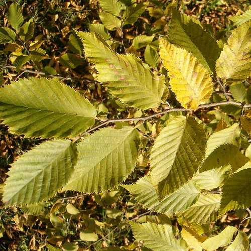 Ostrya carpinifolia - Hop Hornbeam - Future Forests