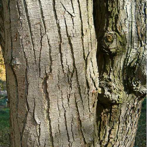 Ostrya carpinifolia - Hop Hornbeam - Future Forests