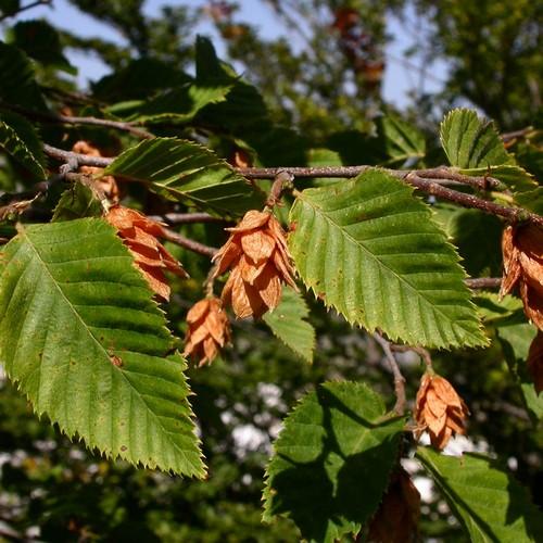 Ostrya carpinifolia - Hop Hornbeam - Future Forests