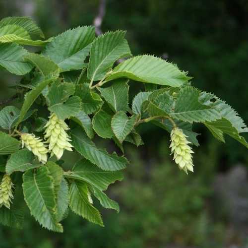 Ostrya carpinifolia - Hop Hornbeam - Future Forests