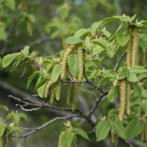 Ostrya carpinifolia - Hop Hornbeam - Future Forests