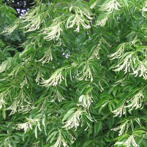 Oxydendrum arboreum