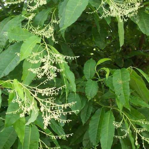 Oxydendrum arboreum