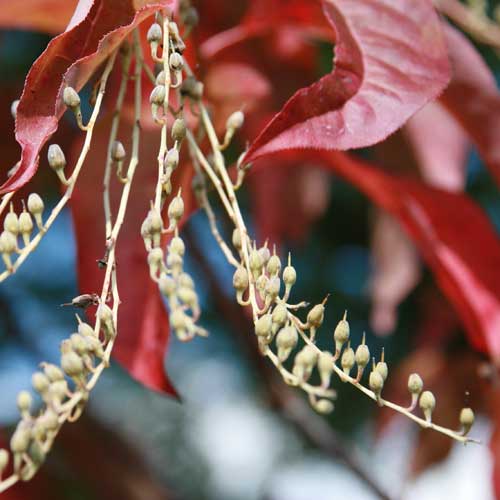 Oxydendrum arboreum