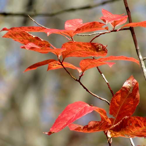 Oxydendrum arboreum