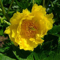 Paeonia lutea - Future Forests