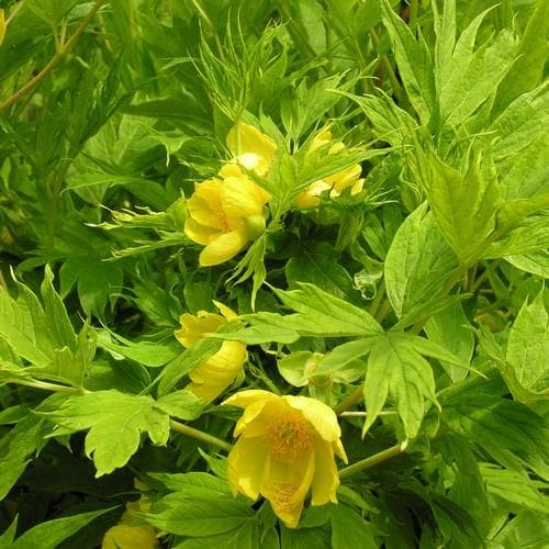 Paeonia lutea - Future Forests