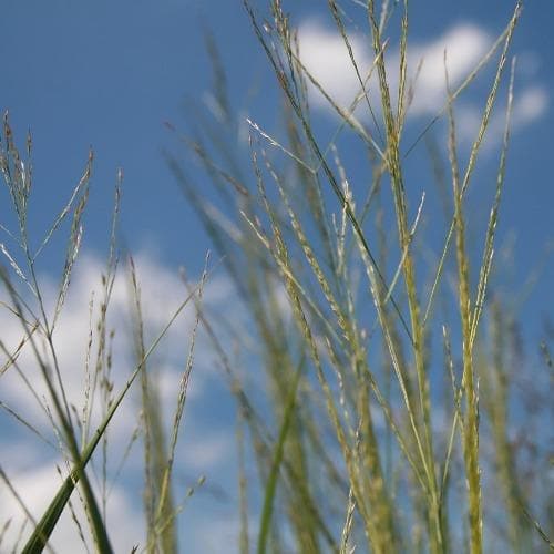 Panicum virgatum Prairie Sky