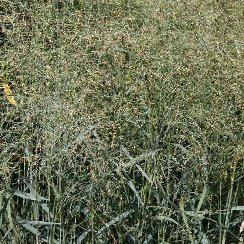 Panicum virgatum Prairie Sky