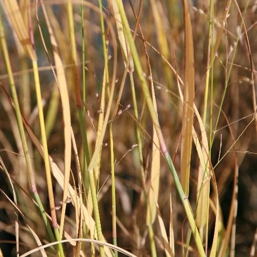 Panicum virgatum Prairie Sky