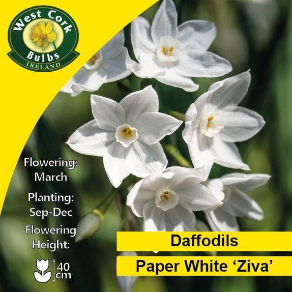 Daffodil Paper White 'Ziva' - Future Forests