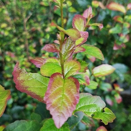 Parrotia persica Persian Spire® - Future Forests