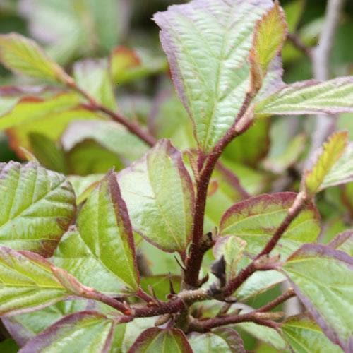 Parrotia persica Persian Spire® - Future Forests