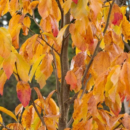 Parrotia persica Persian Spire® - Future Forests