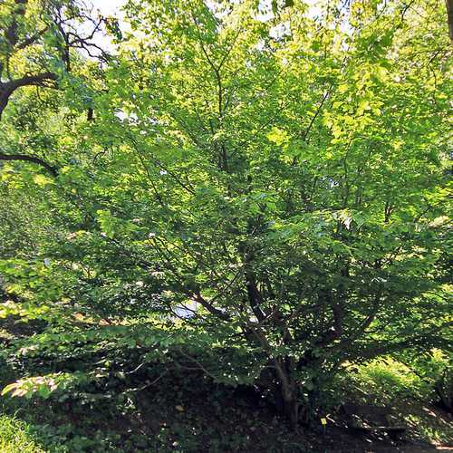 Parrotia persica Persian Ironwood - Future Forests