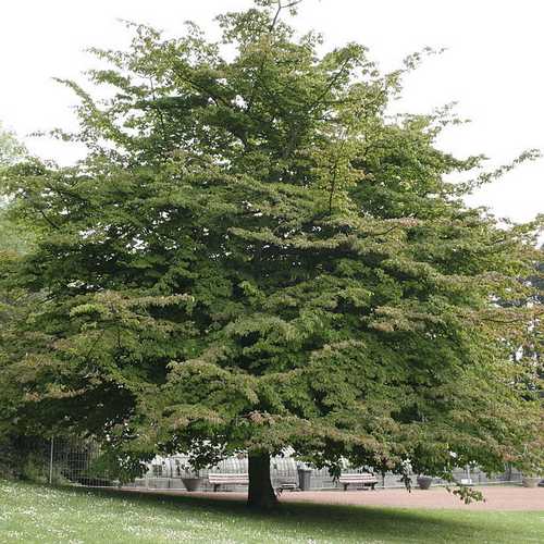 Parrotia persica Persian Ironwood - Future Forests