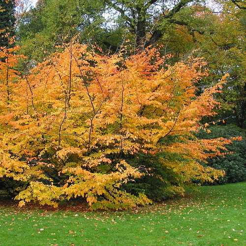 Parrotia persica Persian Ironwood - Future Forests