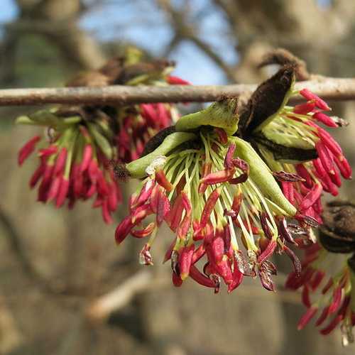 Parrotia persica Persian Ironwood - Future Forests