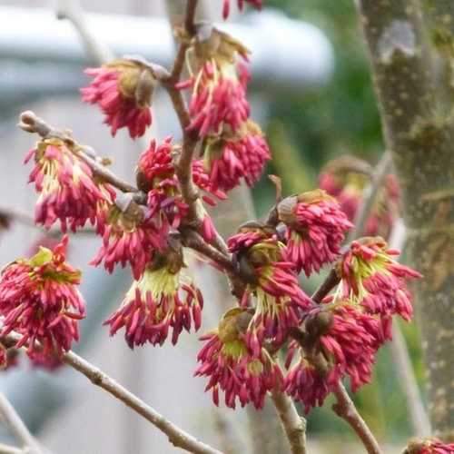 Parrotia persica Vanessa - Future Forests