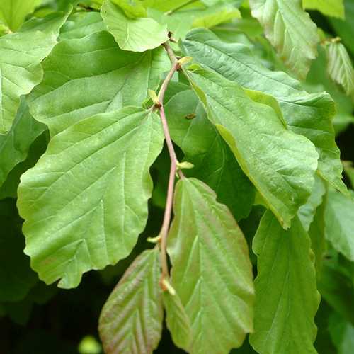 Parrotia persica Vanessa - Future Forests