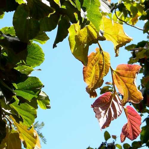 Parrotia persica Vanessa - Future Forests