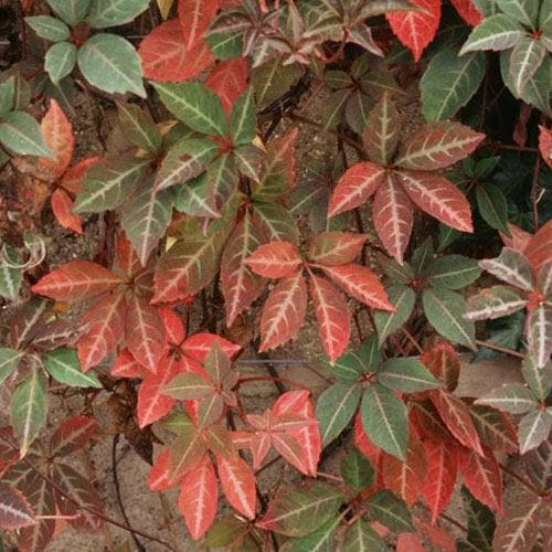 Parthenocissus henryana - Chinese Virginia Creeper