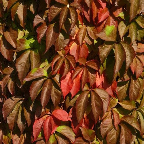 Parthenocissus quinquefolia - Future Forests