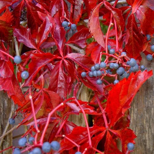 Parthenocissus quinquefolia - Future Forests