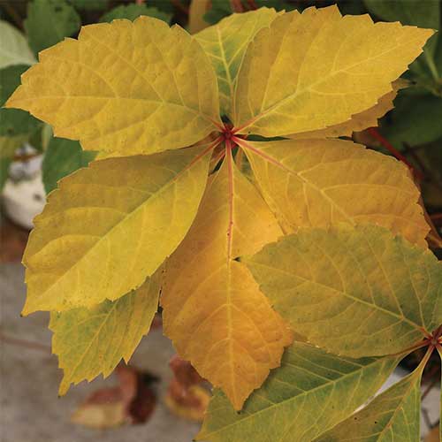 Parthenocissus quinquefolia Yellow Wall