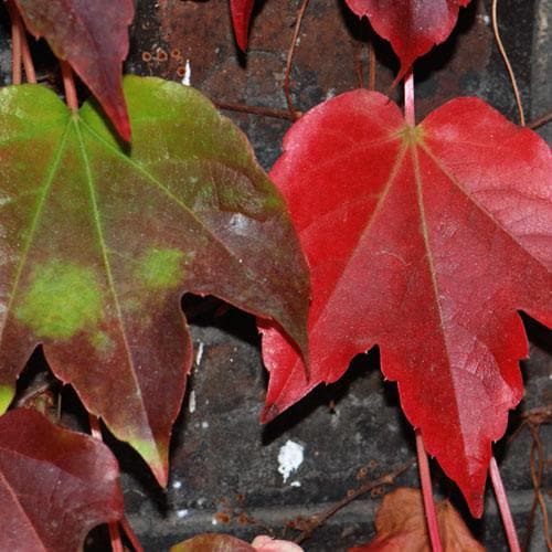 Parthenocissus tricuspidata Veitchii - Future Forests