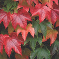 Parthenocissus tricuspidata Veitchii - Future Forests