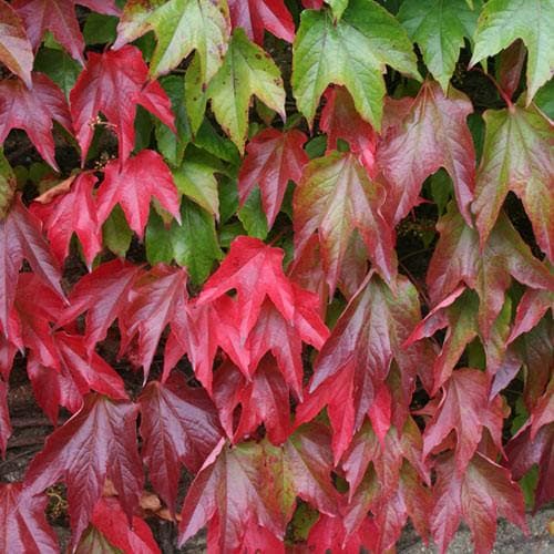 Parthenocissus tricuspidata Veitchii - Future Forests