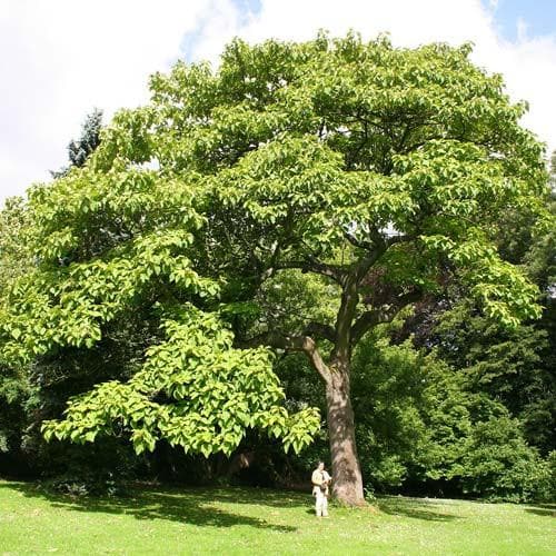 Paulownia tomentosa - Future Forests