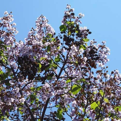 Paulownia tomentosa - Future Forests