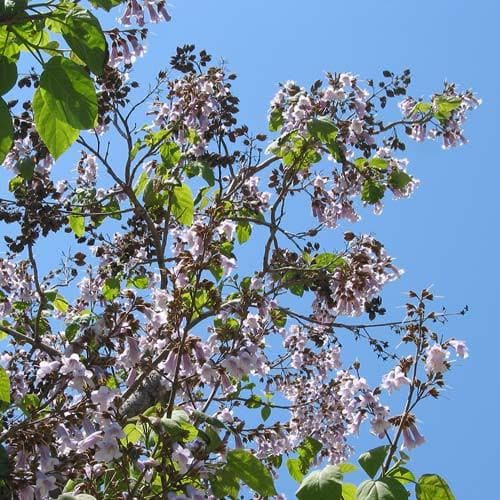 Paulownia tomentosa - Future Forests