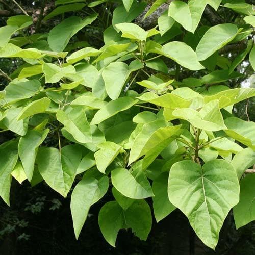 Paulownia tomentosa - Future Forests