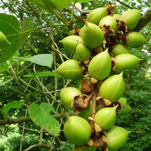 Paulownia tomentosa - Future Forests