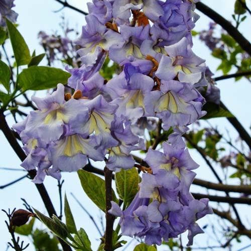 Paulownia tomentosa - Future Forests