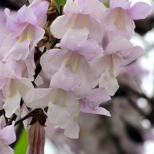 Paulownia tomentosa - Future Forests