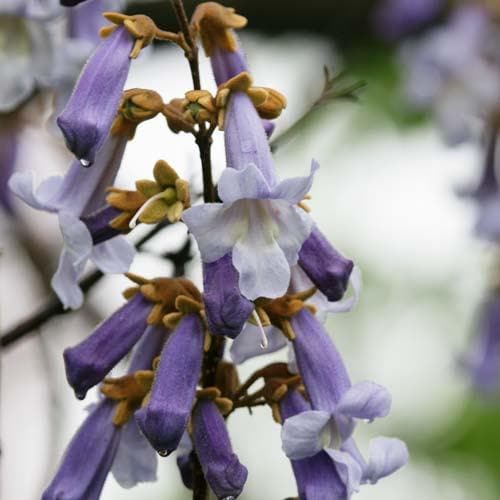 Paulownia tomentosa - Future Forests