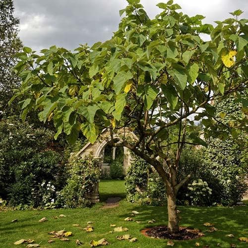 Paulownia tomentosa - Future Forests