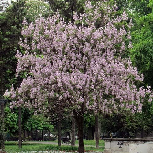 Paulownia tomentosa - Foxglove Tree Bareroot | 2-3ft / Not provided / Not provided