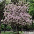 Paulownia tomentosa - Foxglove Tree 9cm Pot