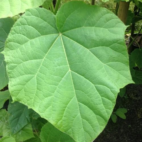 Paulownia tomentosa - Foxglove Tree - Future Forests