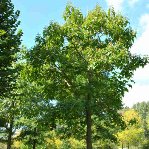 Paulownia elongata