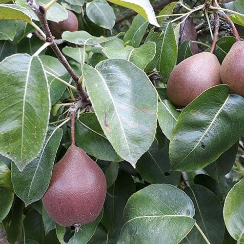 Pear Black Worcester