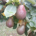 Pear Black Worcester