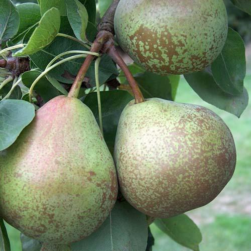 Pear Winter Nelis